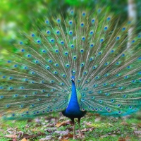 Peacock