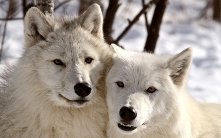 White wolves - white, wolf, animal, winter, lup, couple