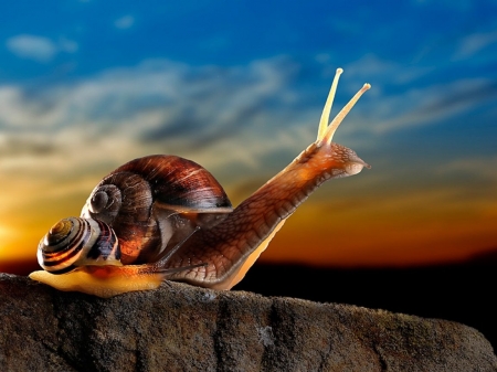 Snails - snail, baby, blue, orange, cute, little