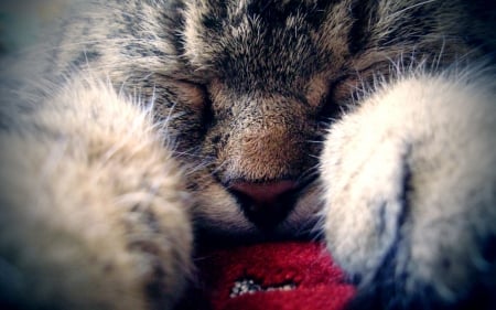 Sleeping - animal, pisica, sleep, kitten, cute, paws, cat