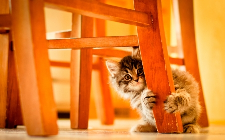 :) - animal, pisica, kitten, cute, paws, orange, cat