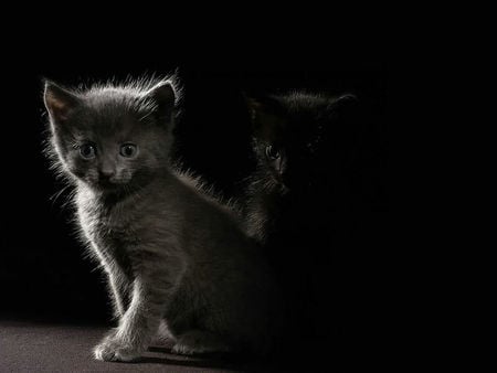 cat in a forbidden dark room! - cats, fantastic, animals, cat