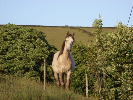 Horse on Hill  - field, horse