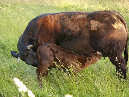 Calf Suckling with Cow - calf and cow, calf, calf suckling