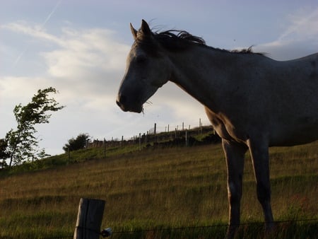 Horse in Field - field, horse