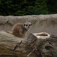 Meerkat on Log