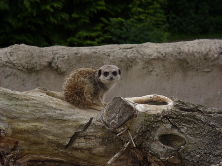 Meerkat on Log - animal on log, meerkat