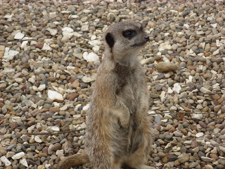 Meerkat on the Look Out - look out, meerkat