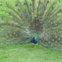 Peacock Showing Fan of Feathers