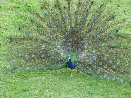 Peacock Showing Fan of Feathers - peacock feathers, peacock