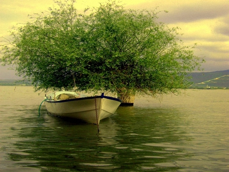 boat - tree, boat