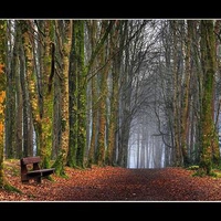 Mist in the Forest