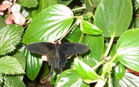 Black Butterfly - butterfly, butterfly on leaf