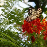 Butterfly on Flower