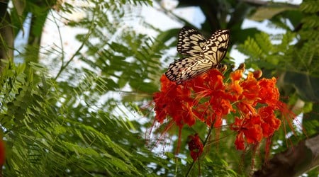 Butterfly on Flower - butterfly, flower