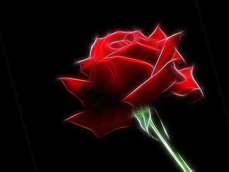 A Single Red Rose - rose, frac, single, red