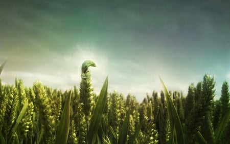 Chameleon Cornfield - cornfield, green, chameleon