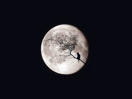 Reveries - moon, black, tree branch, cat