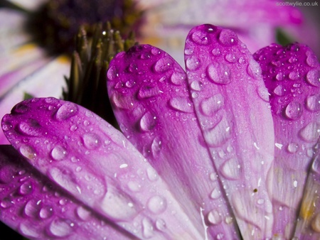 Morning Dew - nature, purple, dew, rain, spring, morning, flower