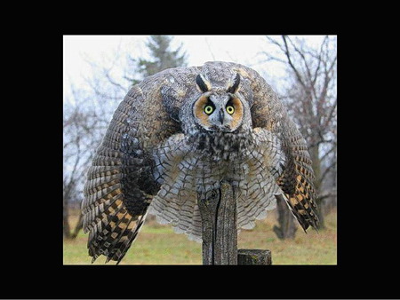 Animals - owl, cuddly, cute, cats, squirrels, animals