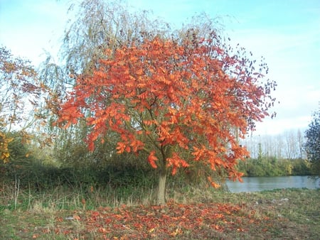 arbre dautomne - tree, autumn