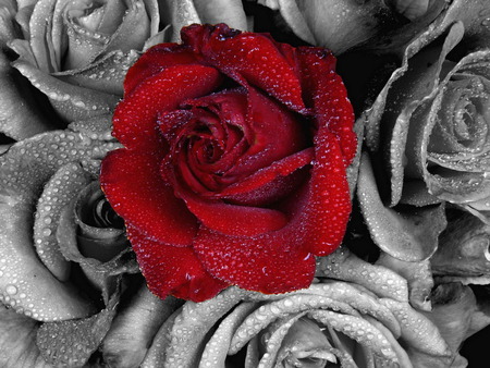 Rose - roses, red, beautiful, gray, flower