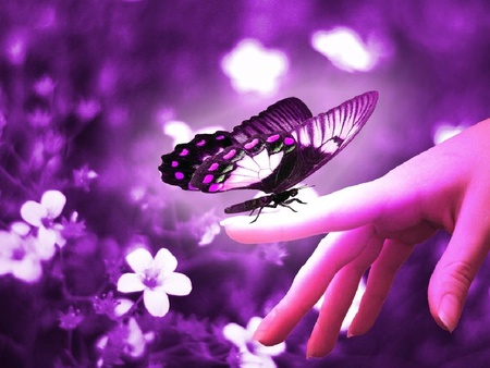 Butterfly on my Hand - flower, purples, abstract, gardens, wings, hand, nature, hands, purple, pink, animals, flowers, anime, insects, butterflies, butterfly, people