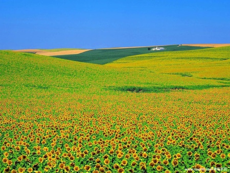 Sunflower Field - sunflower, nature, field, flower