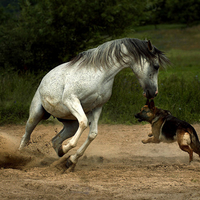 animals dog horse