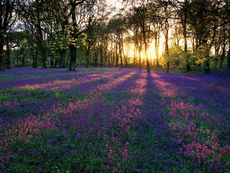 Purple Ray - sun ray, nature, purple, forest, flower, tree