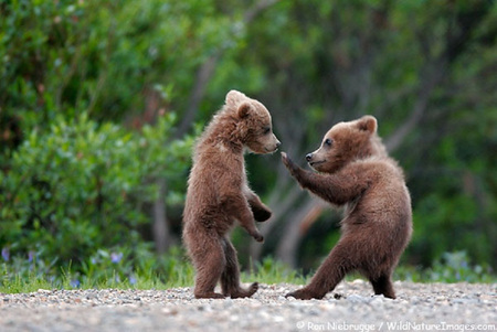 OK! FINE! - bear, cub