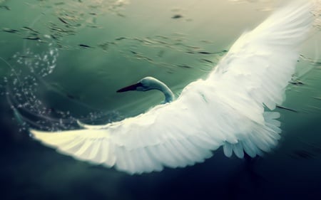 Swan - white, swan, bird