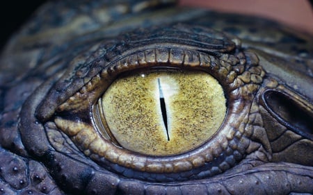 Eye - eye, reptile