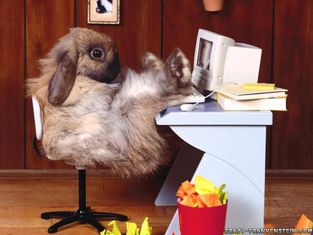 Rabbit at work - rabbit, funny, work