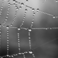 Nature Other Grey Spider  s web