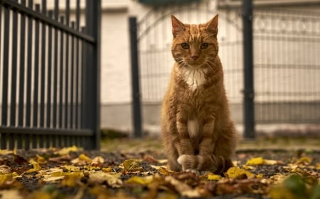 Autumn Cat - street, fence, autumn, cat, leaves