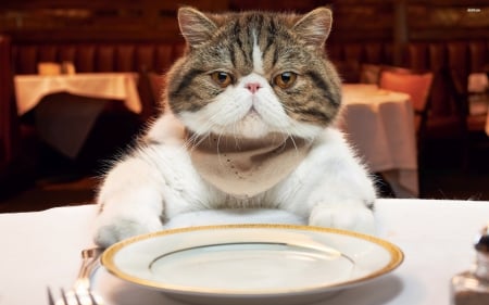 where's my dinner - dinner, table, plate, cat