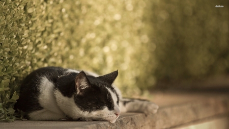 purrrfect nap - cat, feline, animal, shelf