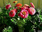 ZINNIAS IN VASE