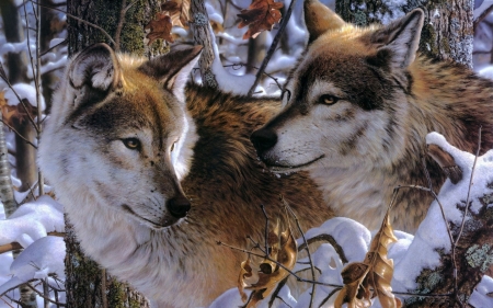 Wolves - lup, pictura, winter, wolf, painting, couple, art, luminos