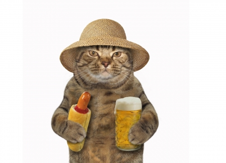 :D - cat, glass, hat, funny, pisica, white, hotdog, beer, animal, food