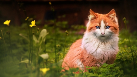 Cat - cat, animal, orange, green, summer, pisica, flower, ginger