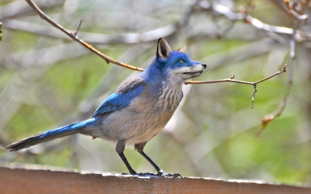 Blue foxbird