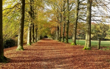 Autumn Alley - nature, autumn, trees, alley