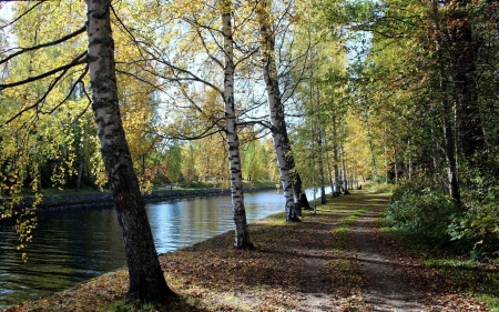 Path of Birches - path, trees, canal, birches, park