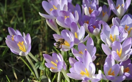 Crocuses and Bee - flowers, bee, purple, crocuses