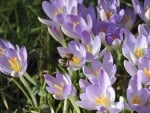 Crocuses and Bee