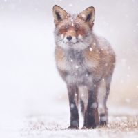 Winter Fox