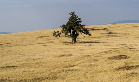 Singur in calea vantului - toamna, frig, cromatica, natura