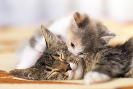 Time to wake up. - mom, awakening, sleep, kitten